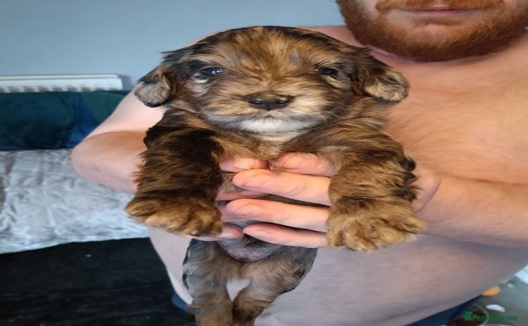 Mixed Breed dogs - Advert 5