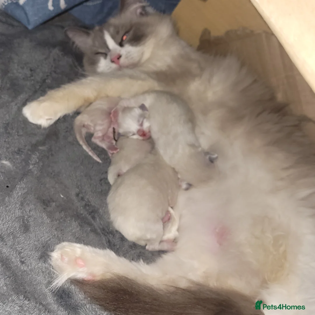 Ragdoll cats for sale: Ragdoll kittens for sale  - Advert 20