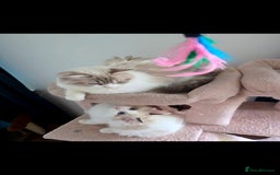 Ragdoll cats for sale:  3 Ragdoll kittens looking for loving homes - Image 11