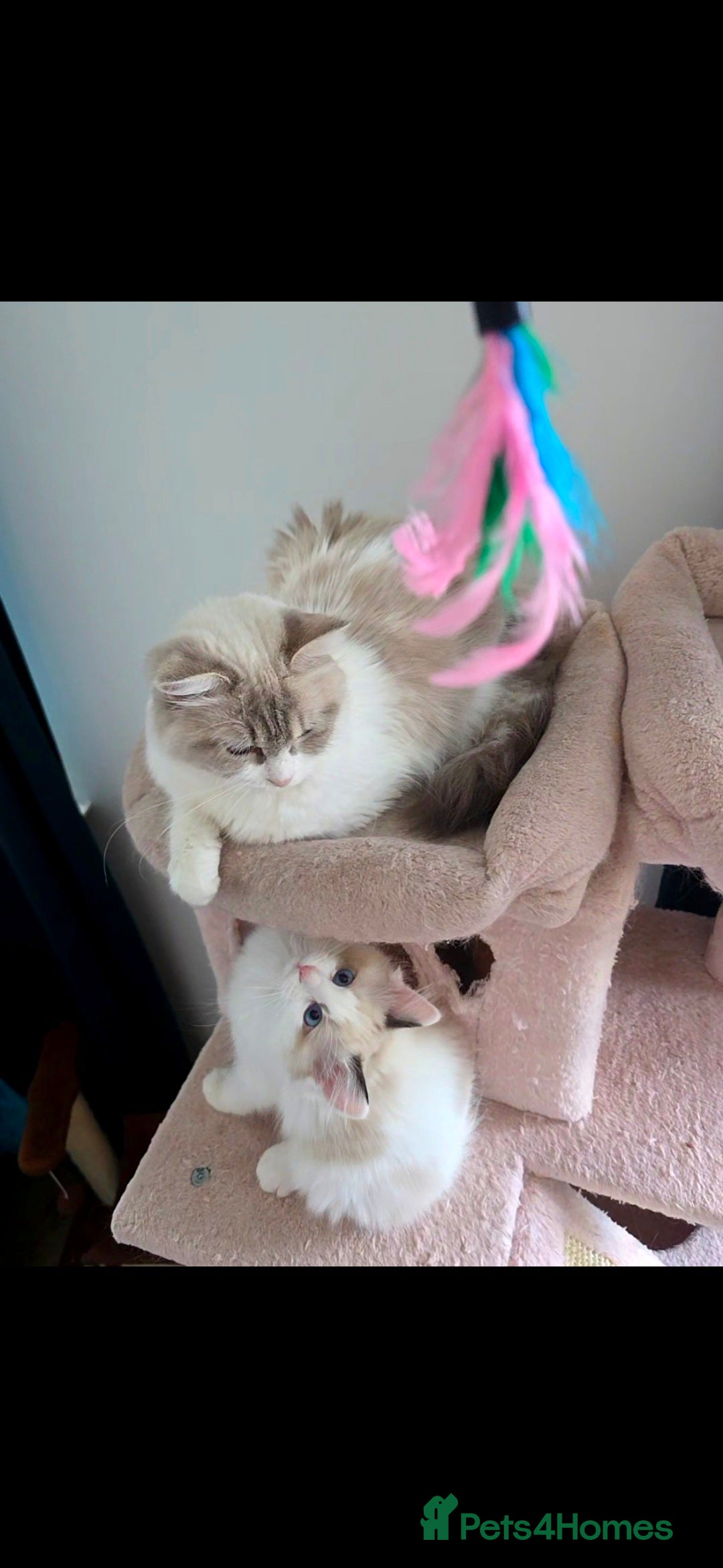 Ragdoll cats for sale:  3 Ragdoll kittens looking for loving homes - Image 11