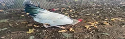 Chickens poultry for sale: Light Sussex  in Macclesfield - Advert 2