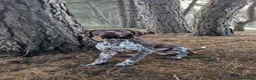 German Shorthaired Pointer dogs for sale: KC Registered German Shorthaired Pointer Puppies - Advert 10