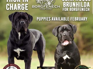 Cane Corso dogs Health-Tested Cane Corso Puppies 🐾 - Advert 12