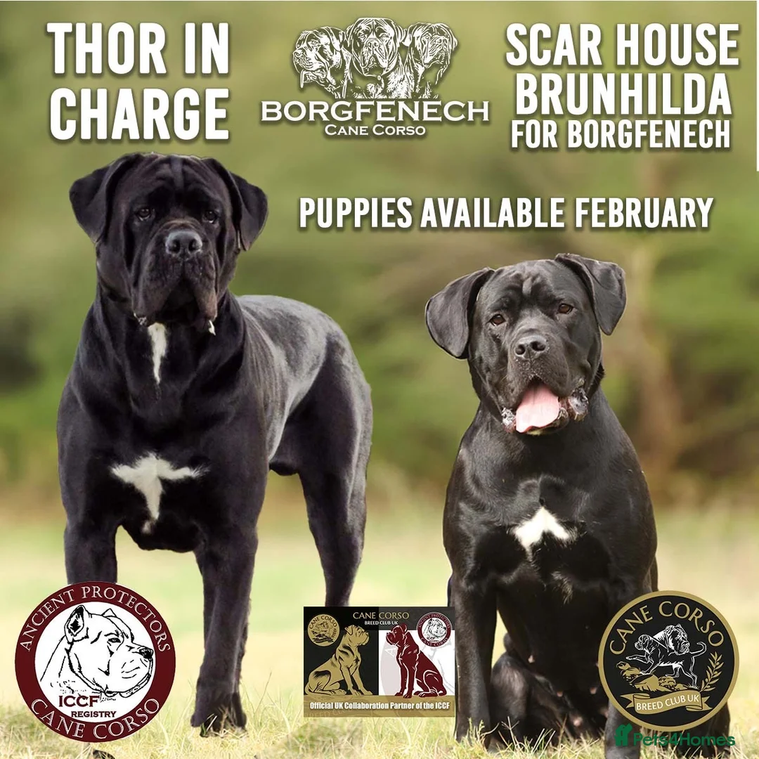 Cane Corso dogs for sale:  Health-Tested Cane Corso Puppies 🐾 - Advert 1