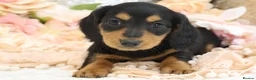 Miniature Dachshund dogs for sale: KC Miniature Dachshund Longhair Puppies - Advert 9