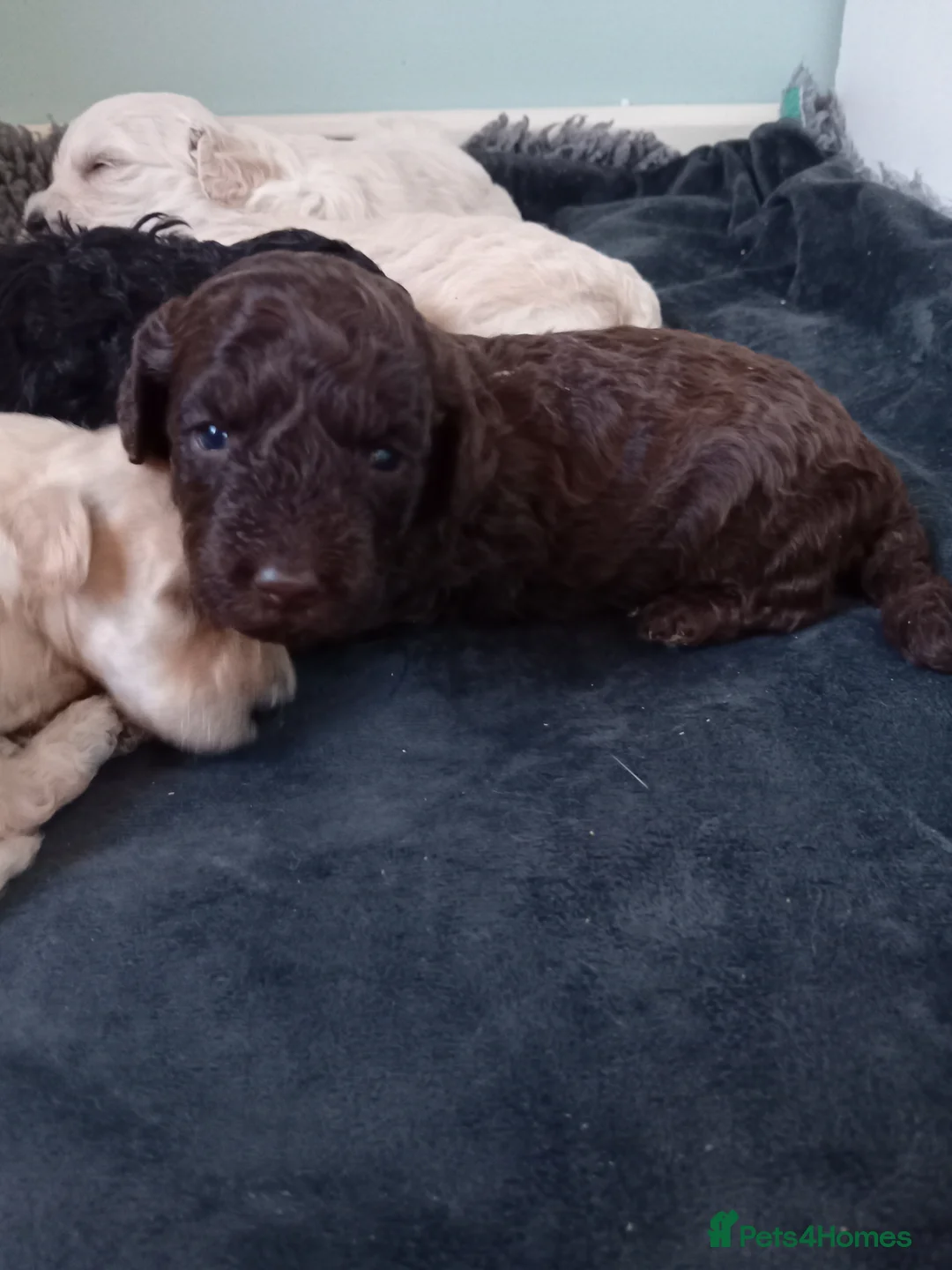 Mini Goldendoodle dogs for sale: Gorgeous Miniature Double Doodle puppies  - Advert 20