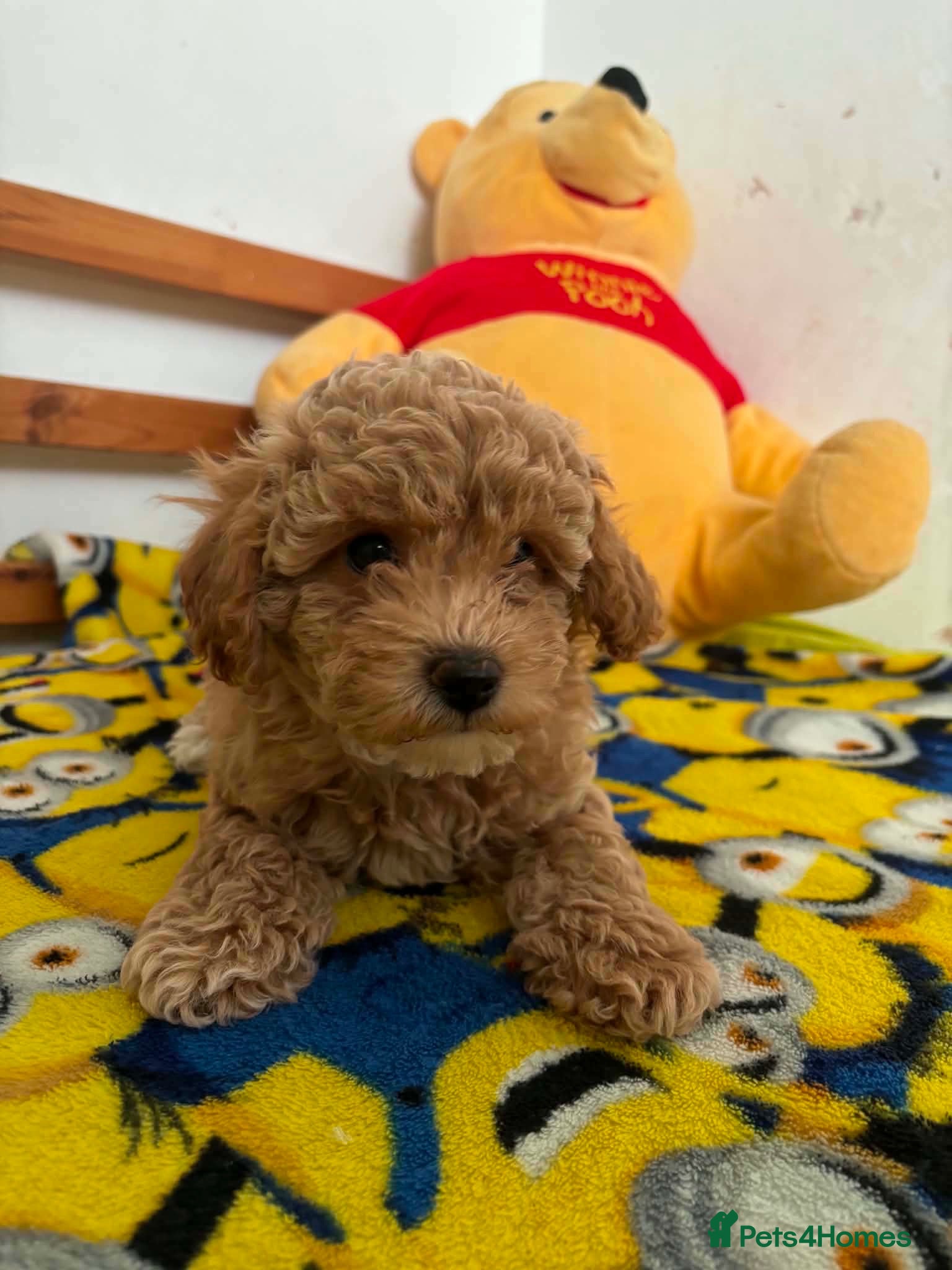 Maltipoo dogs Beautiful asian maltipoo puppy girl - Advert 5