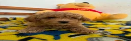 Maltipoo dogs for sale: Beautiful asian maltipoo puppy girl in Grays - Advert 2