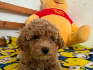 Maltipoo dogs Beautiful asian maltipoo puppy girl - Advert 5