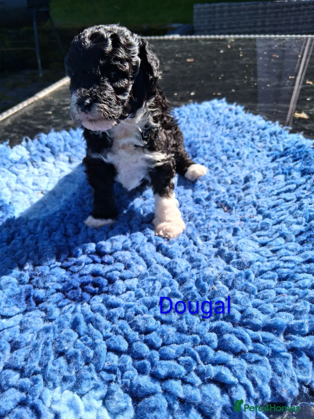 Toy Poodle dogs for sale: Gorgeous Toy Poodle Pups - Advert 2