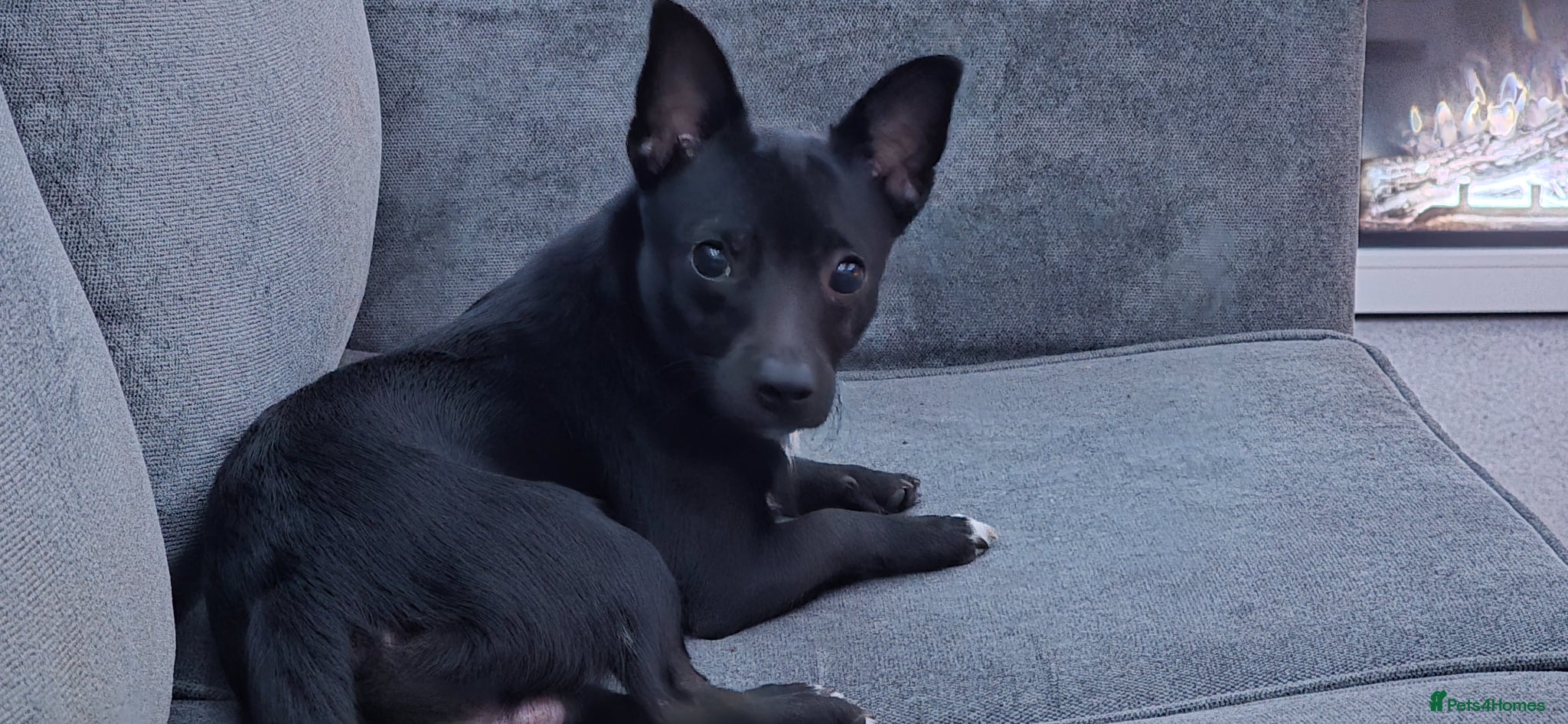 Jackapoo dogs Louie - Advert 10