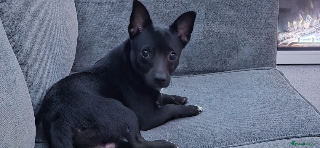 Jackapoo dogs for sale: Louie in Southampton - Advert 1