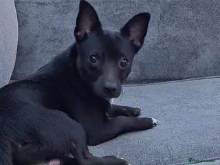 Jackapoo dogs Louie - Advert 10