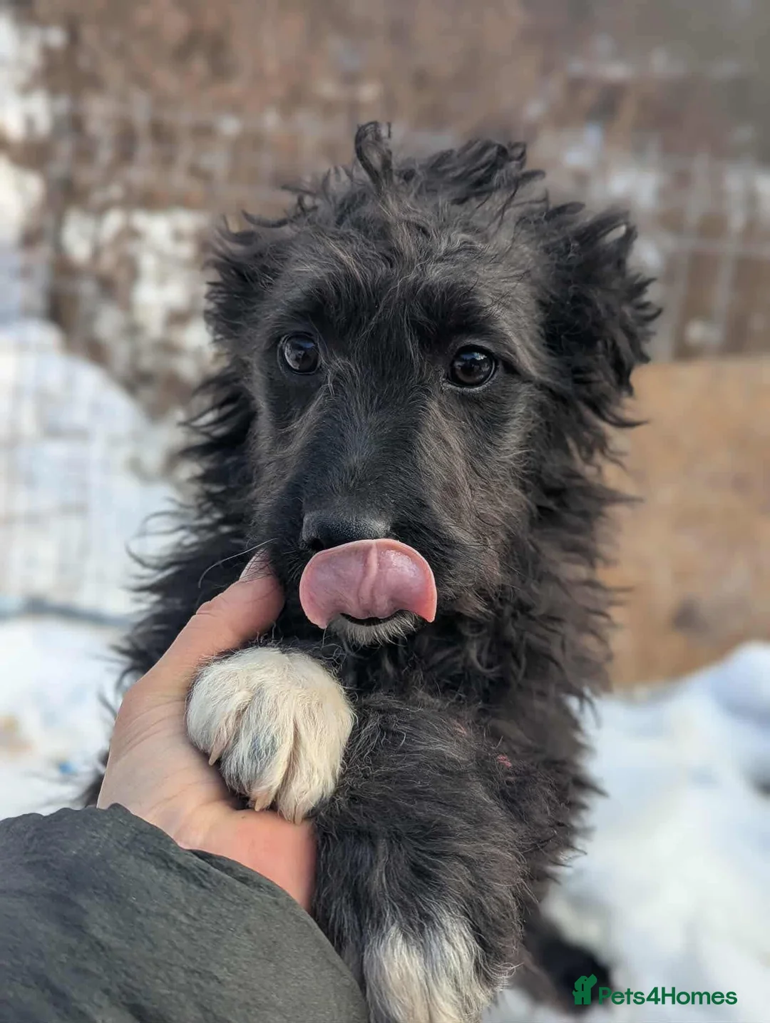 Mixed Breed dogs for adoption: Frost  - Advert 1