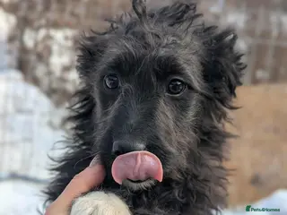 Mixed Breed dogs Frost - Advert 1