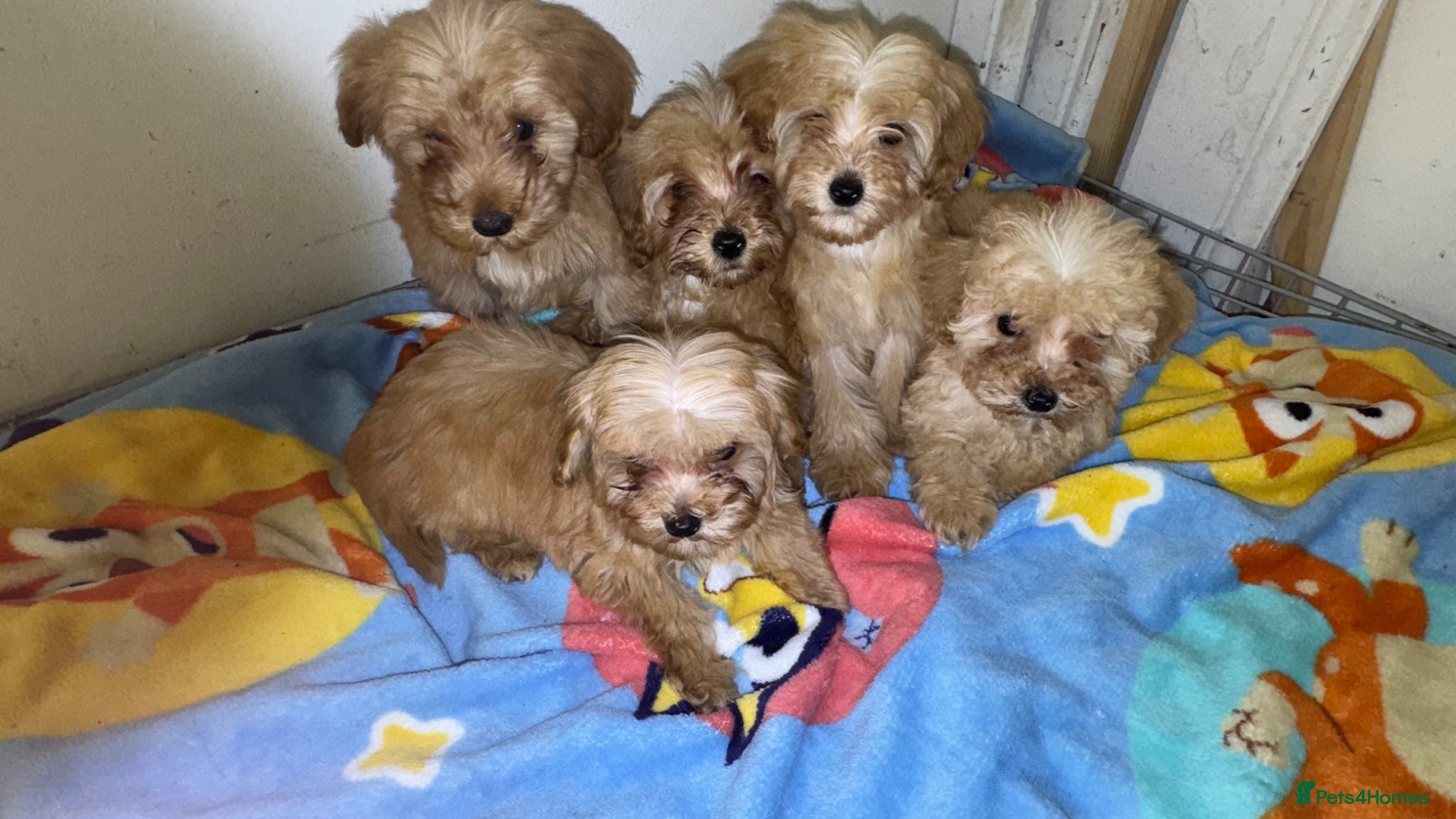 Maltipoo dogs Multipoo  - Advert 7
