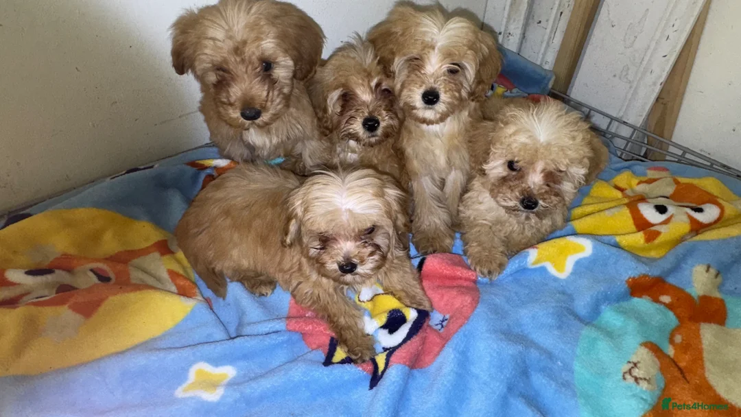 Maltipoo dogs for sale: Multipoo  - Advert 1
