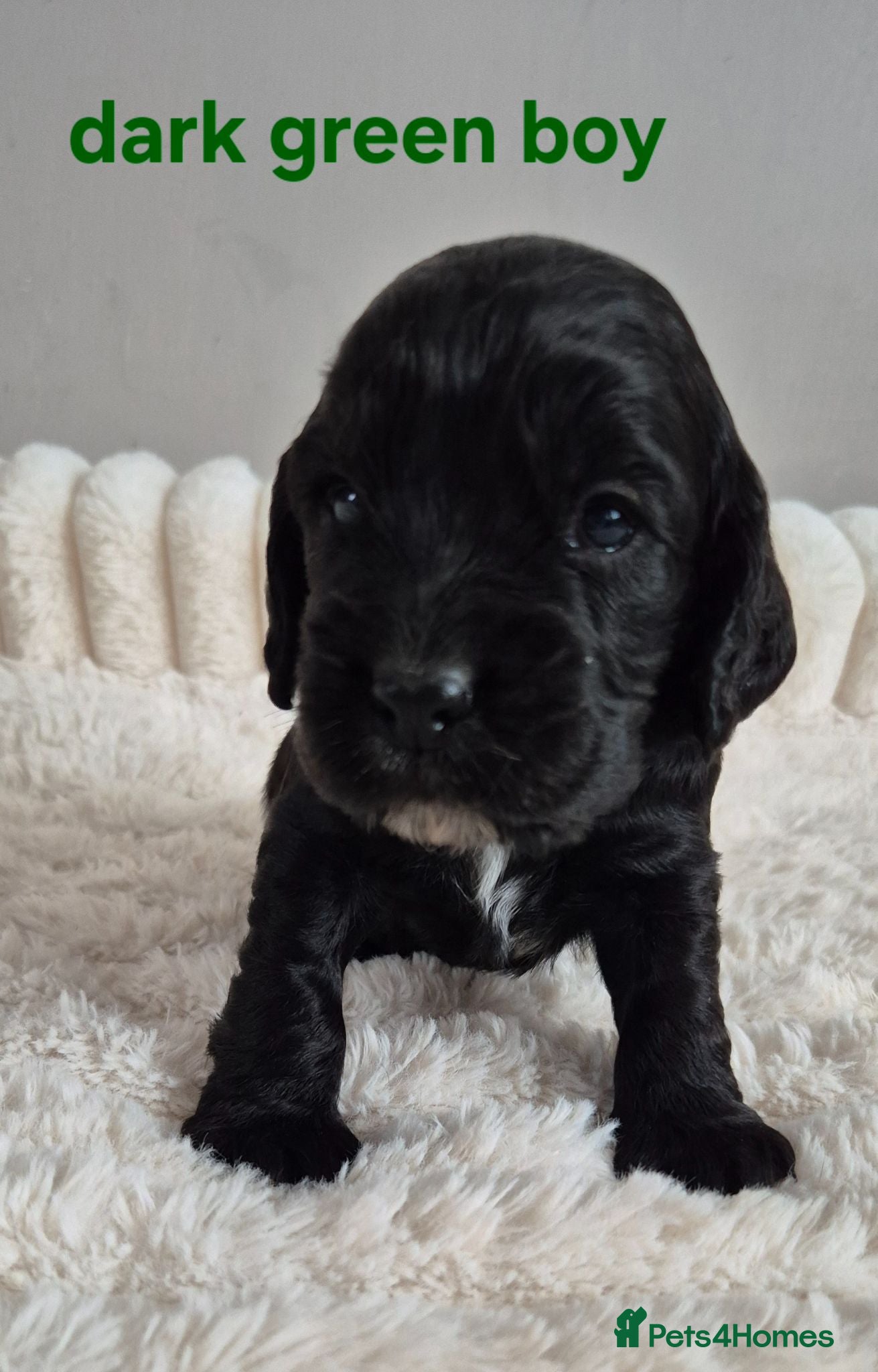 Cocker Spaniel dogs 1 Beautiful Black Cocker Spaniel Puppy Left!  - Advert 1