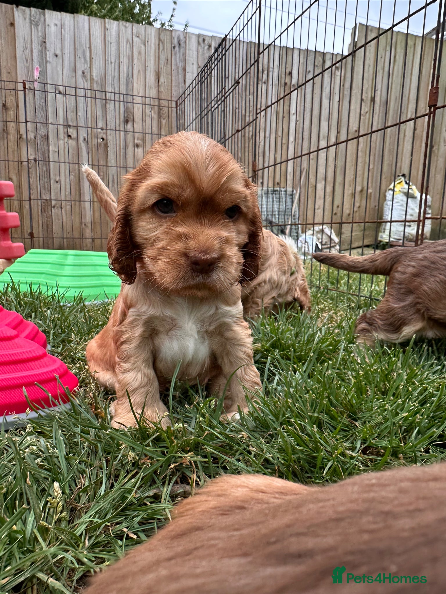 Cocker Spaniel dogs KC Show Cocker Spaniels - home reared -1 girl only - Advert 14