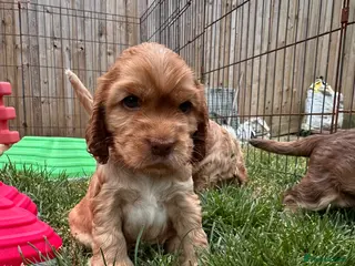 Cocker Spaniel dogs KC Show Cocker Spaniels - home reared -1 girl only - Advert 6