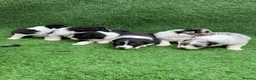 Australian Shepherd dogs for sale: Australian Shepherd Puppies  - Advert 4