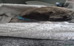Pug dogs for sale: chipped✔️ 1st vac✔️ 2nd vac✔️ vet health check✔️  - Image 9