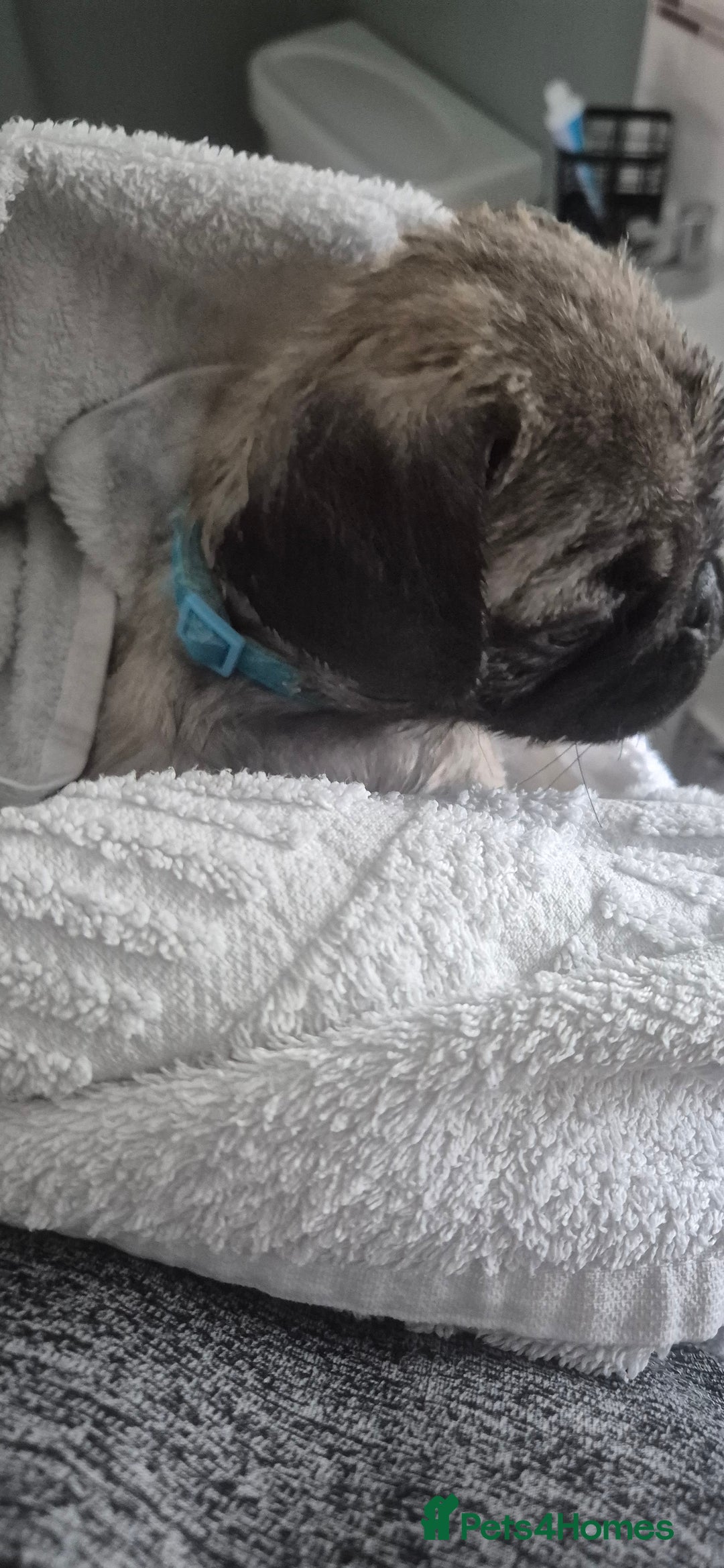 Pug dogs for sale: chipped✔️ 1st vac✔️ 2nd vac✔️ vet health check✔️  - Image 9
