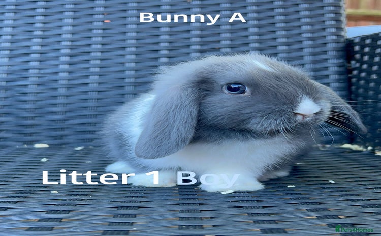 Mini Lop rabbits - Advert 3