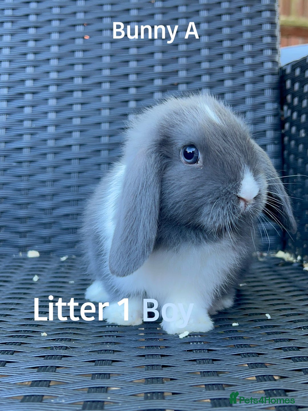 Mini Lop rabbits for sale: Baby mini lops for sale - Image 1