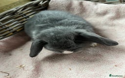 Mini Lop rabbits for sale: Gorgeous mini lops  - Advert 6