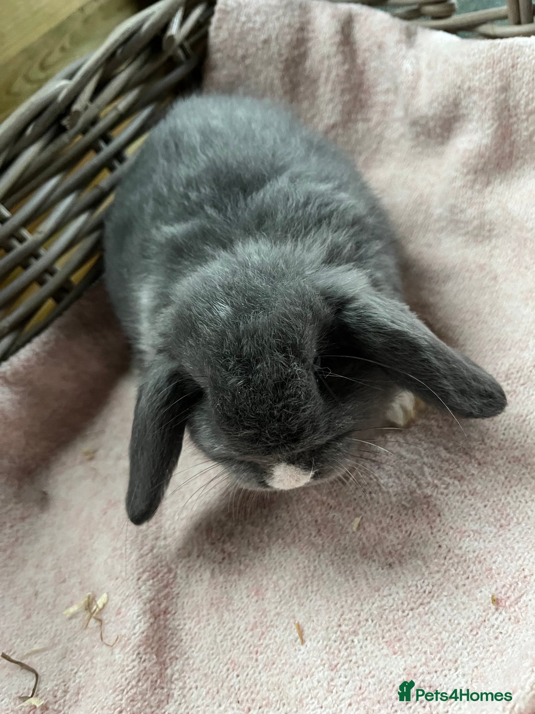 Mini Lop rabbits for sale: Gorgeous mini lops  - Advert 6