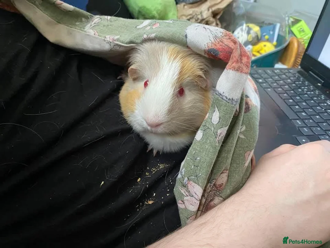 Guinea Pig rodents for sale: Guinea pigs needing rehomed in Glasgow - Advert 1