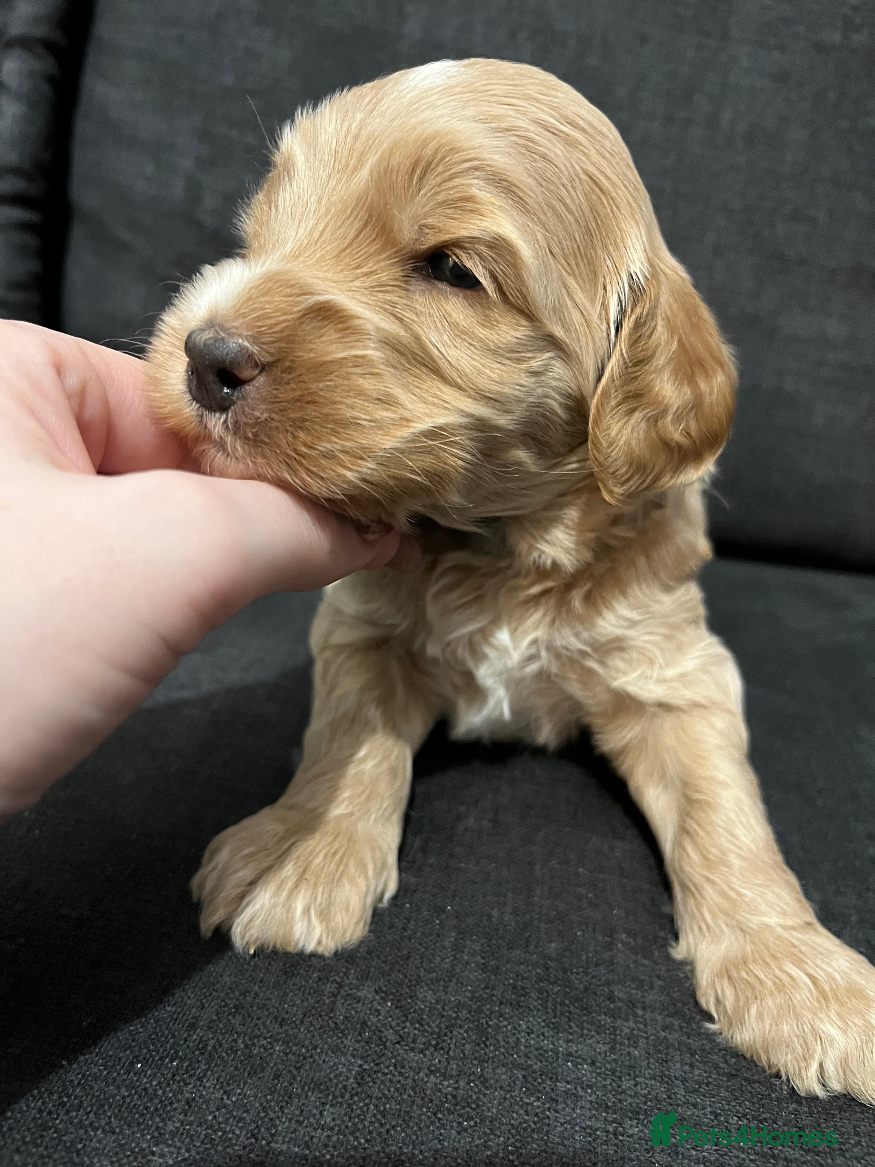 Australian Labradoodle dogs Red and Caramel Australian Labradoodle Puppies  - Advert 1