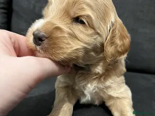 Australian Labradoodle dogs Red and Caramel Australian Labradoodle Puppies - Advert 12
