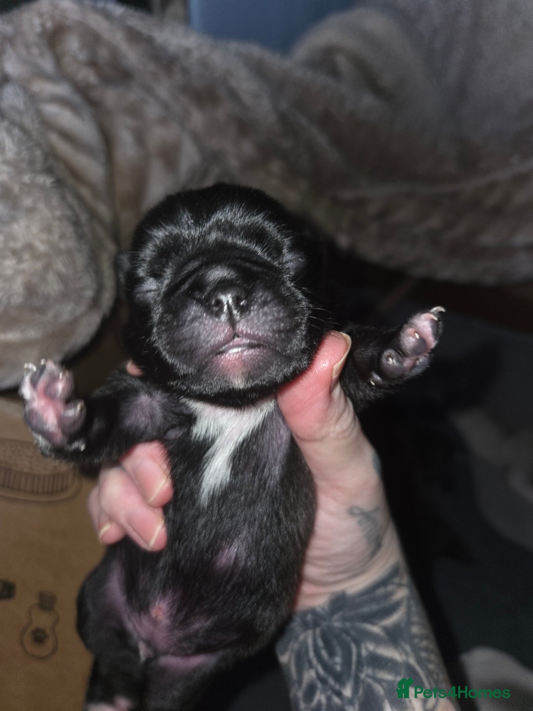 Pug dogs for sale: Stunning rare silver platinum panda purebreed pugs - Advert 6