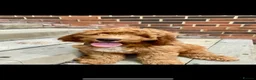 Australian Labradoodle dogs for sale: 🐶Stunning Australian Labradoodles 5⭐Breeder - Advert 10