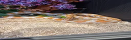Corn Snake reptiles for sale: Amel corn snake in Orpington - Advert 1
