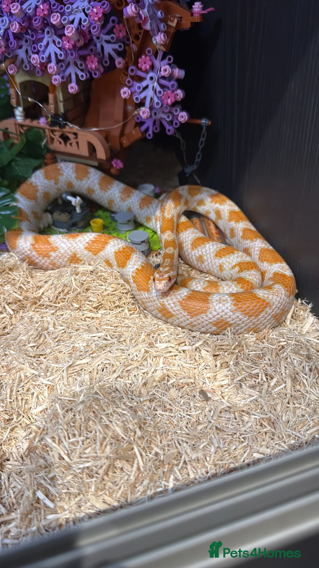 Corn Snake reptiles for sale: Amel corn snake in Orpington - Advert 1