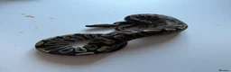 Python Snake reptiles for sale: Ball pythons various reduced  - Advert 25