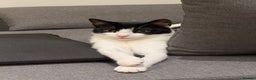Domestic Shorthair cats for sale: Lovely Tuxedo Cat - Advert 4