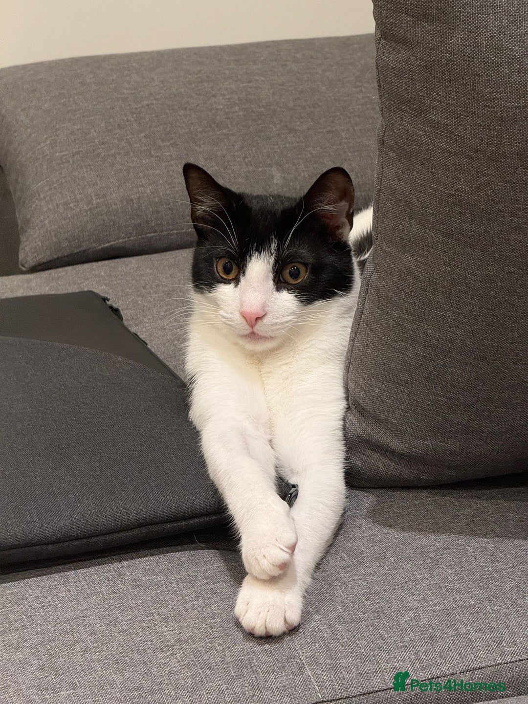 Domestic Shorthair cats for sale: Lovely Tuxedo Cat - Advert 4