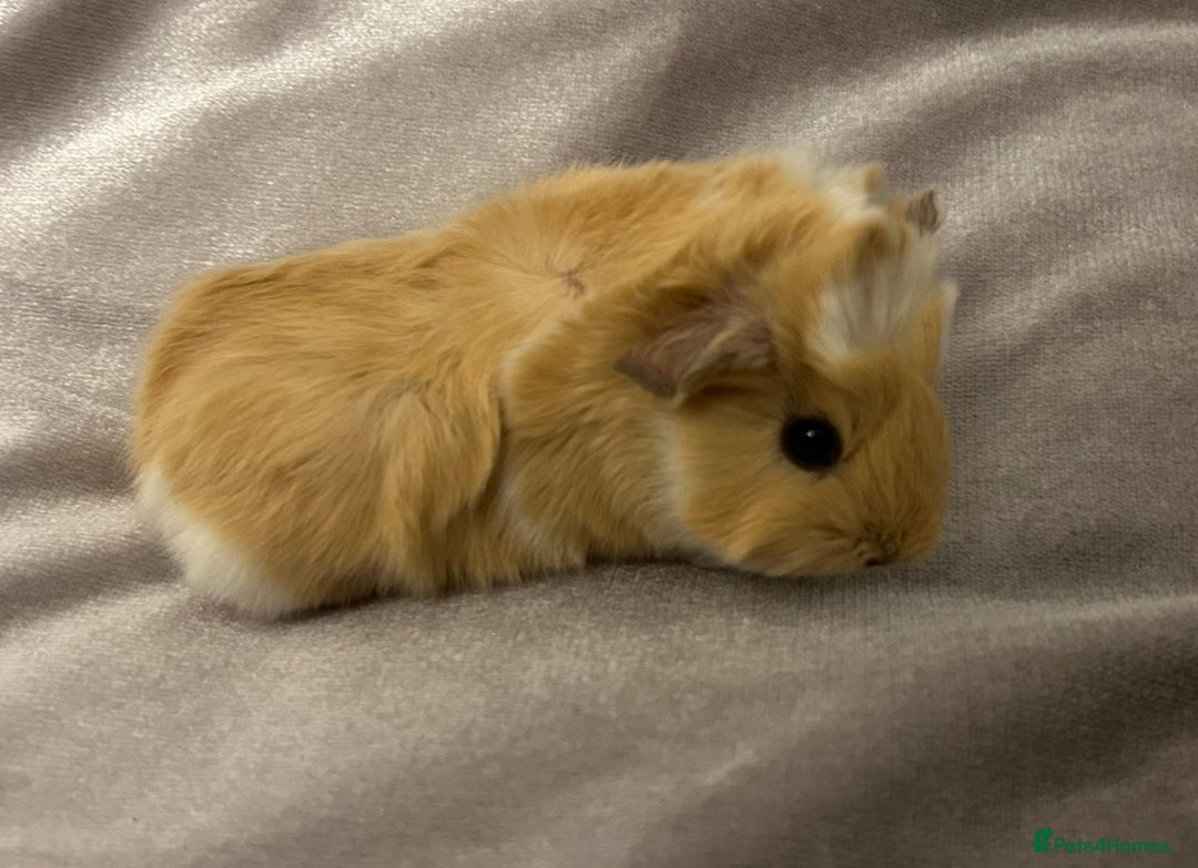 Guinea Pig rodents for sale: Stunning baby guinea pigs Abyssinian/ funkies - Image 11
