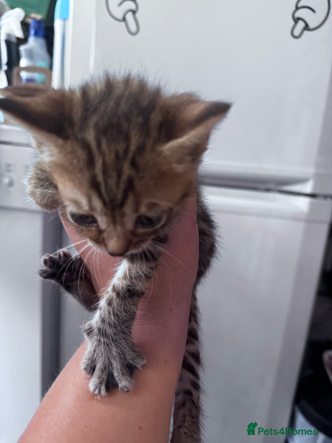 Bengal cats for sale: Bengal Kittens ready to be reserved  - Image 13