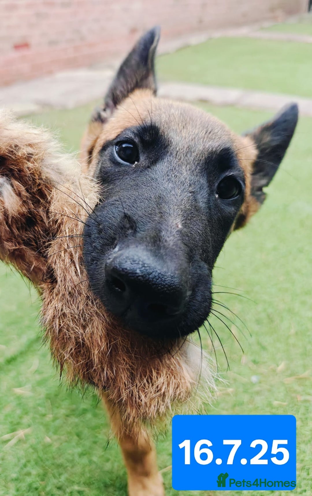 Belgian Shepherd Dog dogs for sale: KC Reg Belgian Shepherd Malinois pups for sale in Newport - Image 7