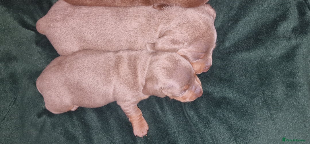 Dachshund dogs for sale: Miniature dachshund puppies  - Advert 11