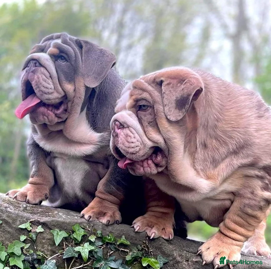 English Bulldog dogs for stud: Uncle Fester in Manchester - Advert 31