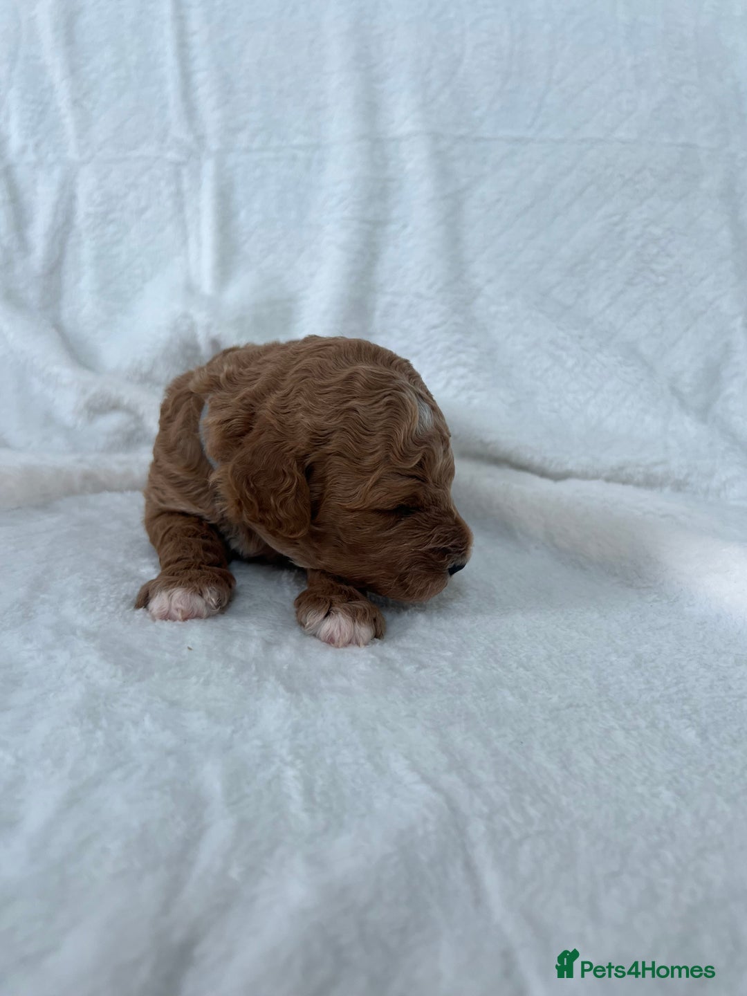 Goldendoodle dogs for sale: Beautiful litter of Goldendoodles  - Image 17
