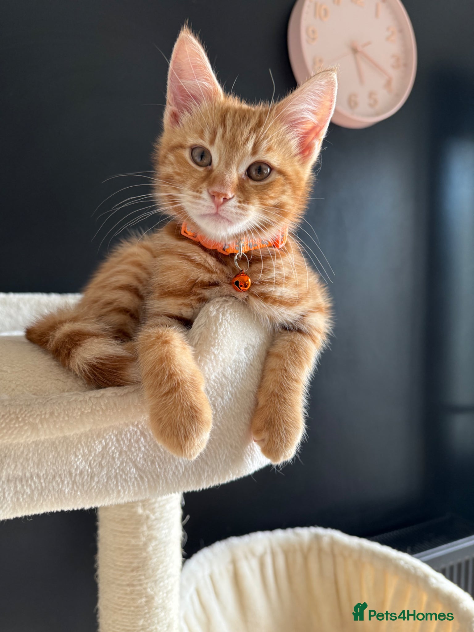 Mixed Breed cats for sale: ** ginger male **  - Advert 1