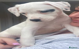 Mixed Breed dogs for sale: Pointerdor puppies - Image 3