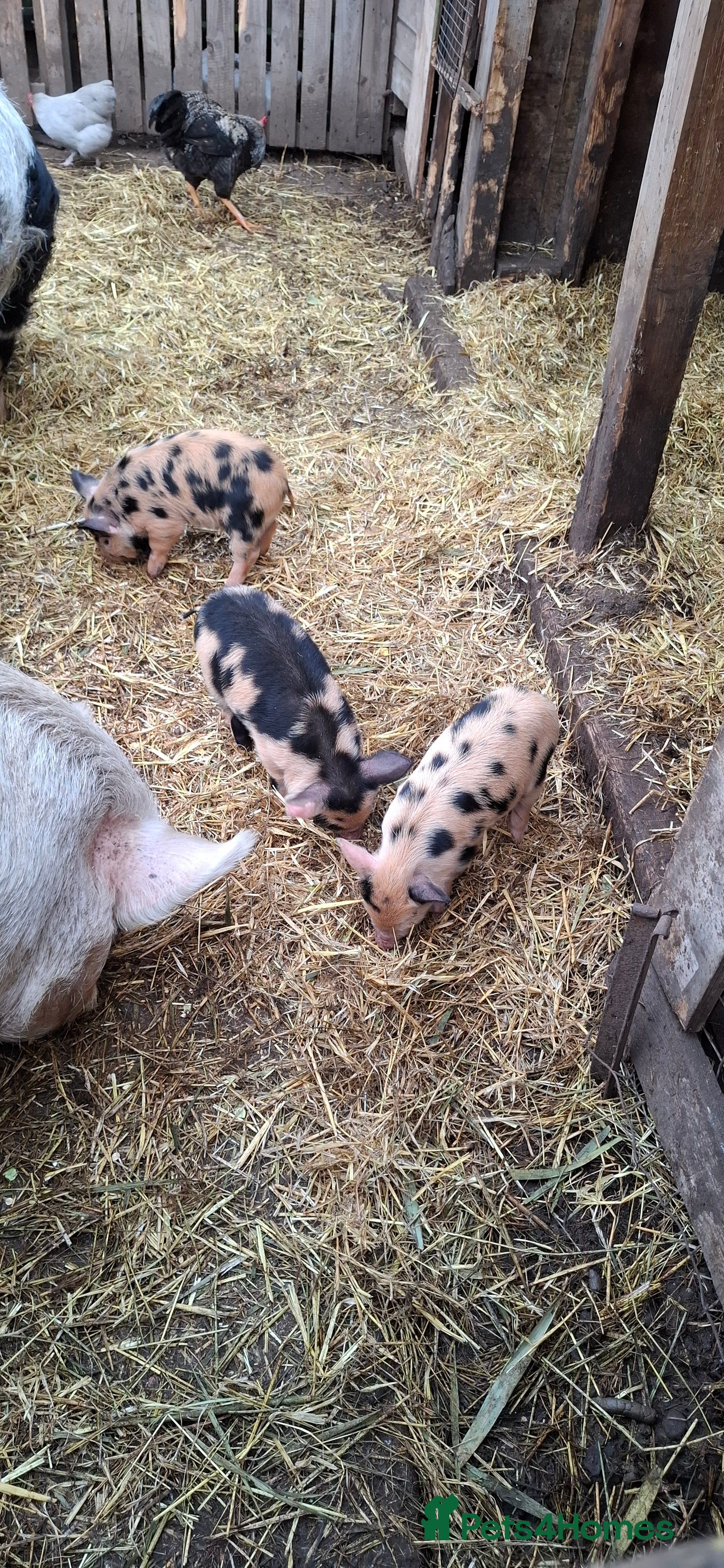 Pig livestock 2 x male kune kune piglets  - Advert 2